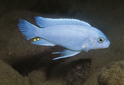 Maylandia chrysomallos 'Gome'